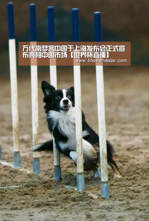 比赛集锦